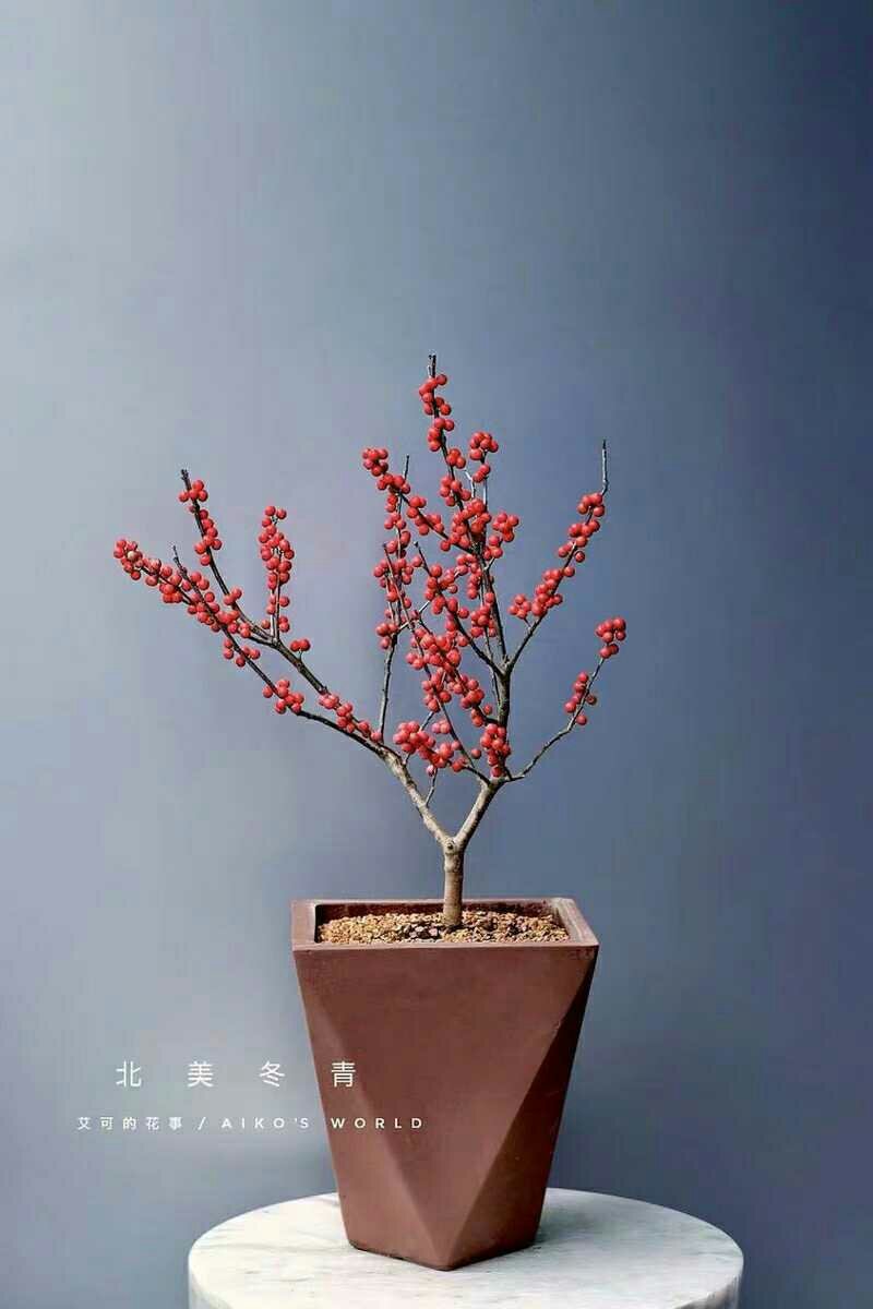 北美冬青，耐寒，天气越冷果子越红，而且挂果时间长