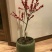 北美冬青，耐寒，天气越冷果子越红，而且挂果时间长