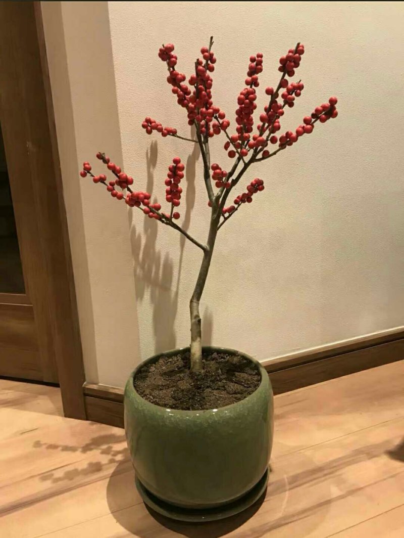 北美冬青，耐寒，天气越冷果子越红，而且挂果时间长