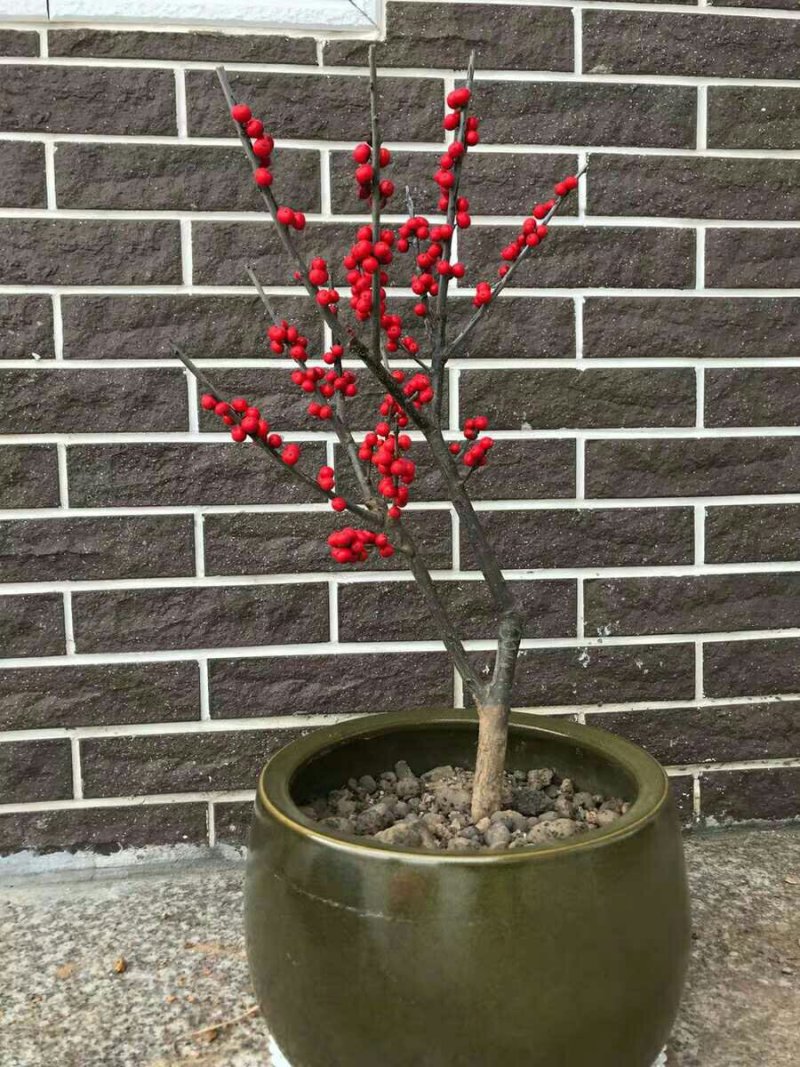 北美冬青，耐寒，天气越冷果子越红，而且挂果时间长
