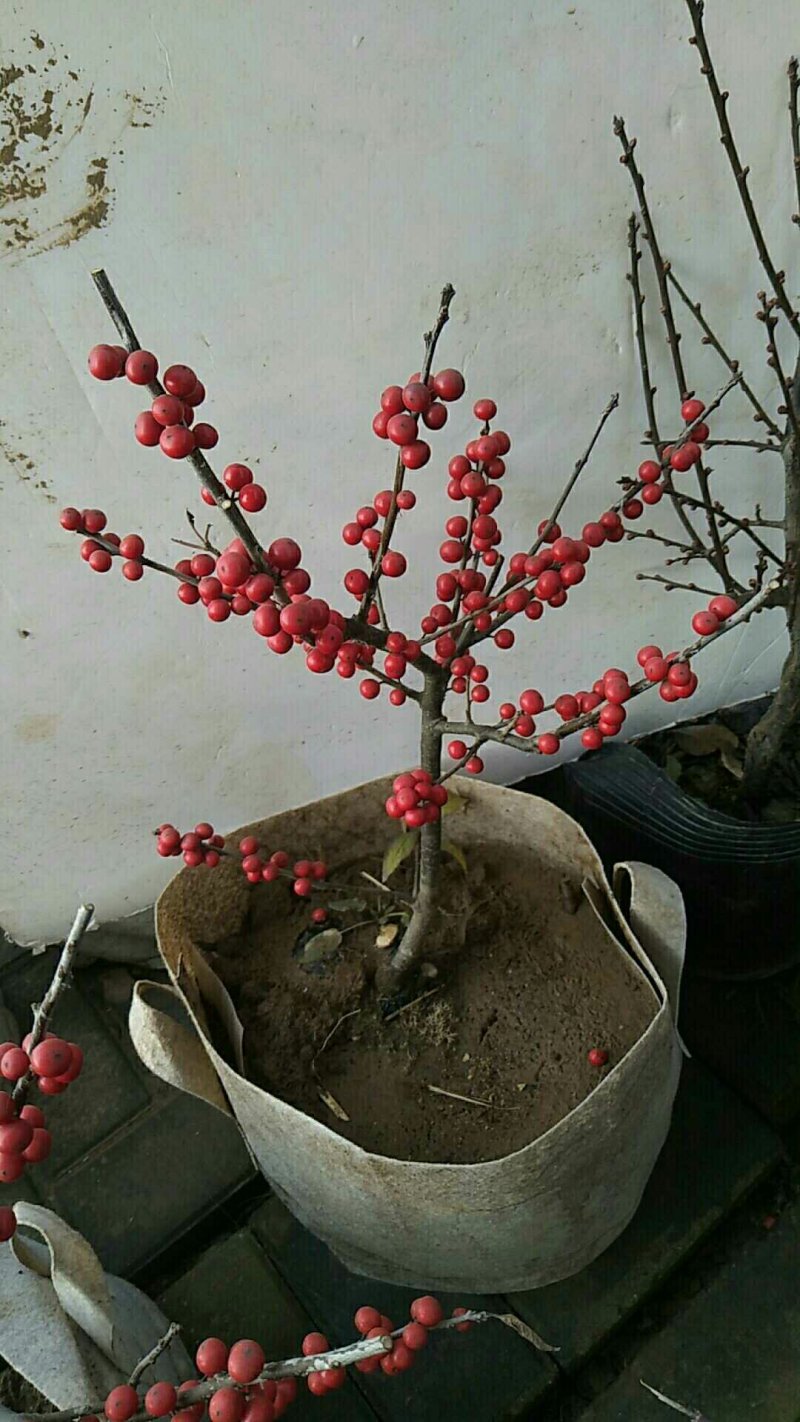 北美冬青，耐寒，天气越冷果子越红，而且挂果时间长
