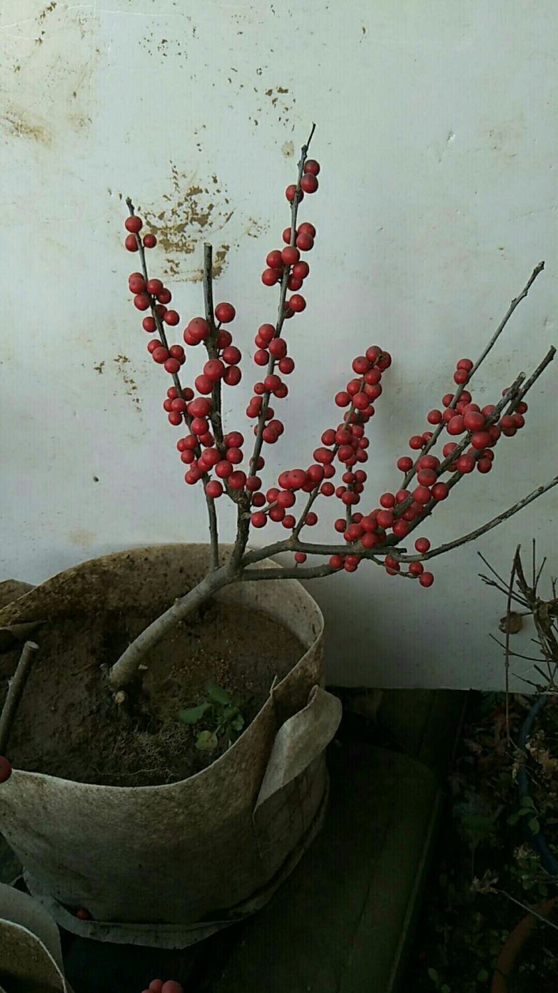 北美冬青，耐寒，天气越冷果子越红，而且挂果时间长