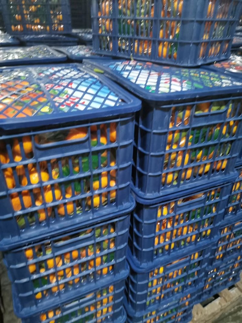 秭归长虹纽荷尔脐橙支持视频验货，打款发货