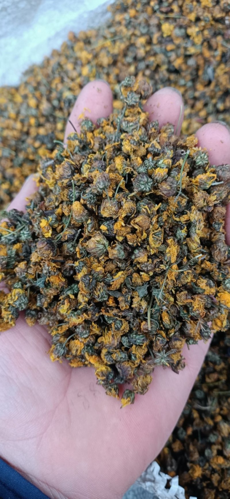 精品菊花菊花茶野菊花(原生态产地，一手货源，包邮)
