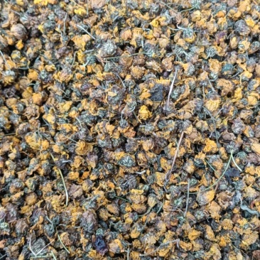精品菊花菊花茶野菊花(原生态产地，一手货源，包邮)