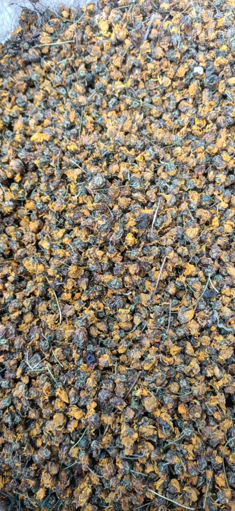 精品菊花菊花茶野菊花(原生态产地，一手货源，包邮)