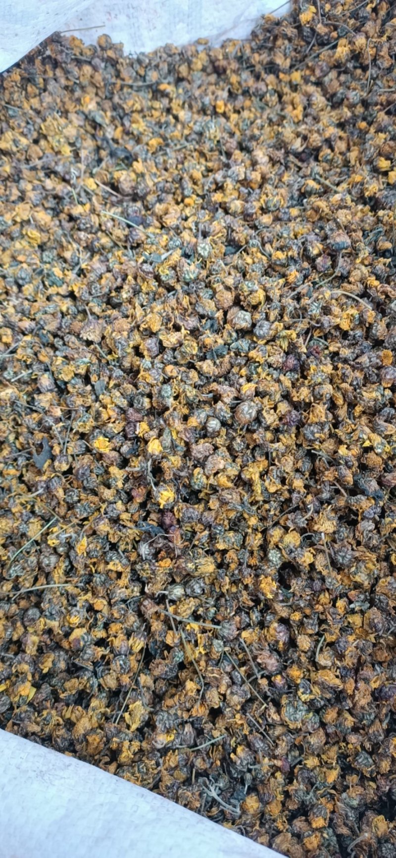 精品菊花菊花茶野菊花(原生态产地，一手货源，包邮)