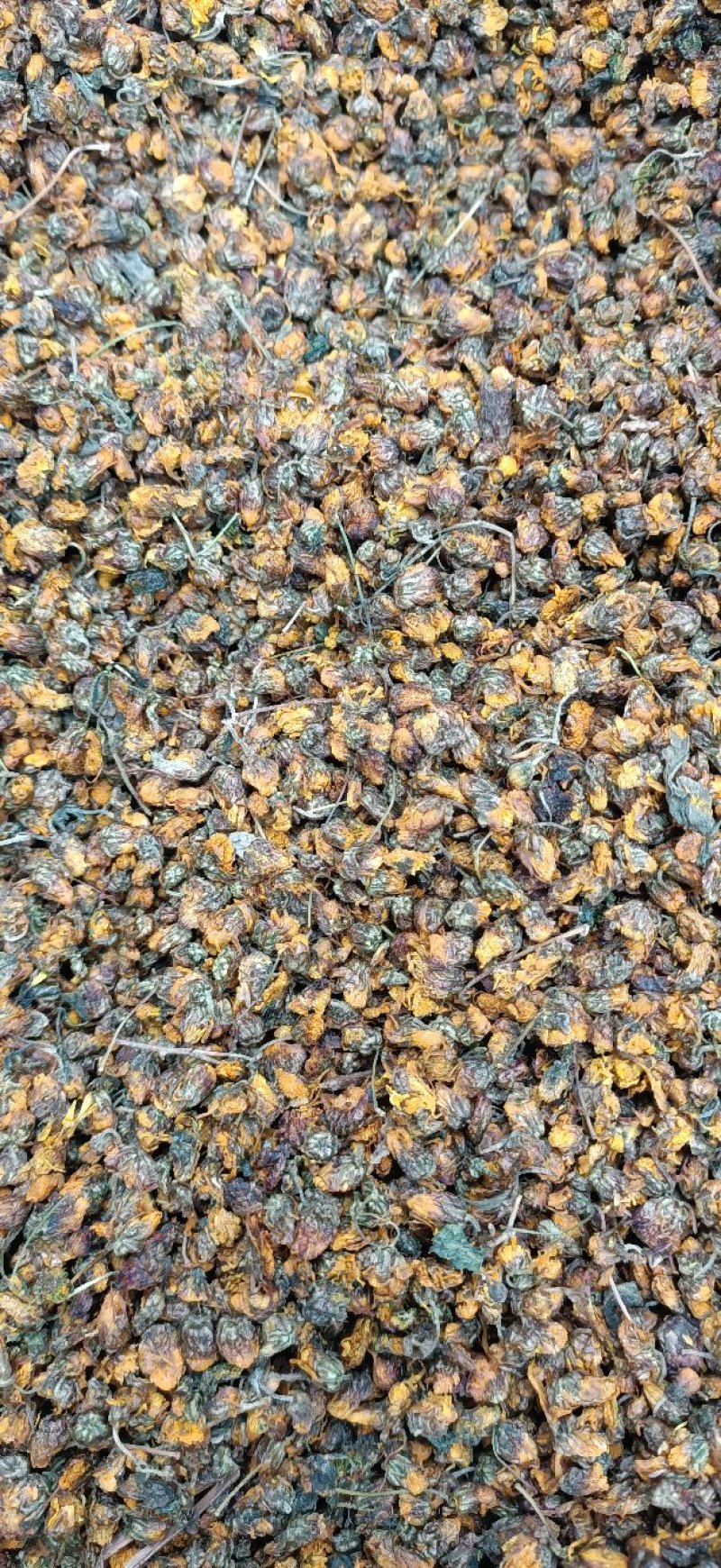 精品菊花菊花茶野菊花(原生态产地，一手货源，包邮)