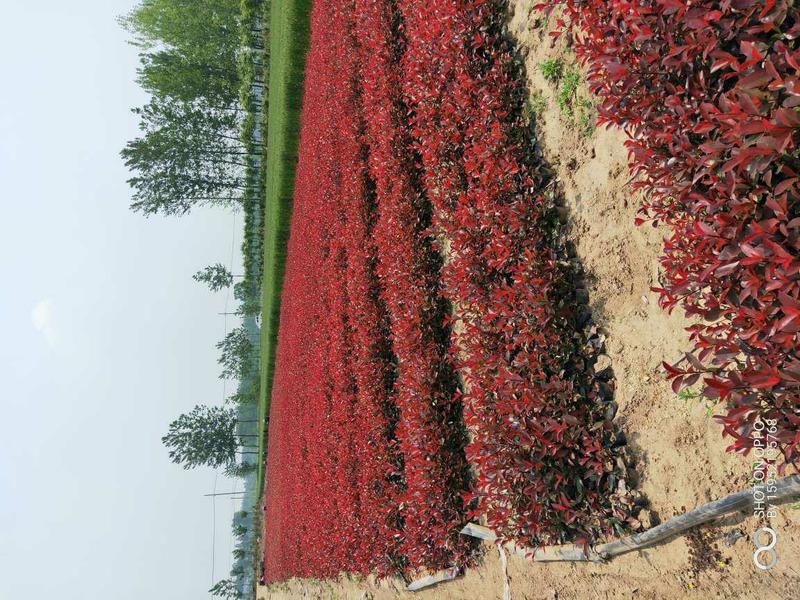 红叶石楠毛球大量供应红罗宾红叶石楠红叶石楠球