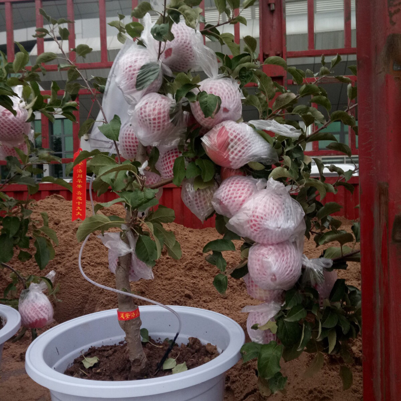 矮化黑钻苹果树苗盆栽地栽冰糖心苹果苗南北方四季种植