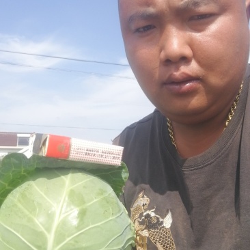 中甘甘蓝～江苏基地～绿球～，无虫～颜色亮～产地供应有保证