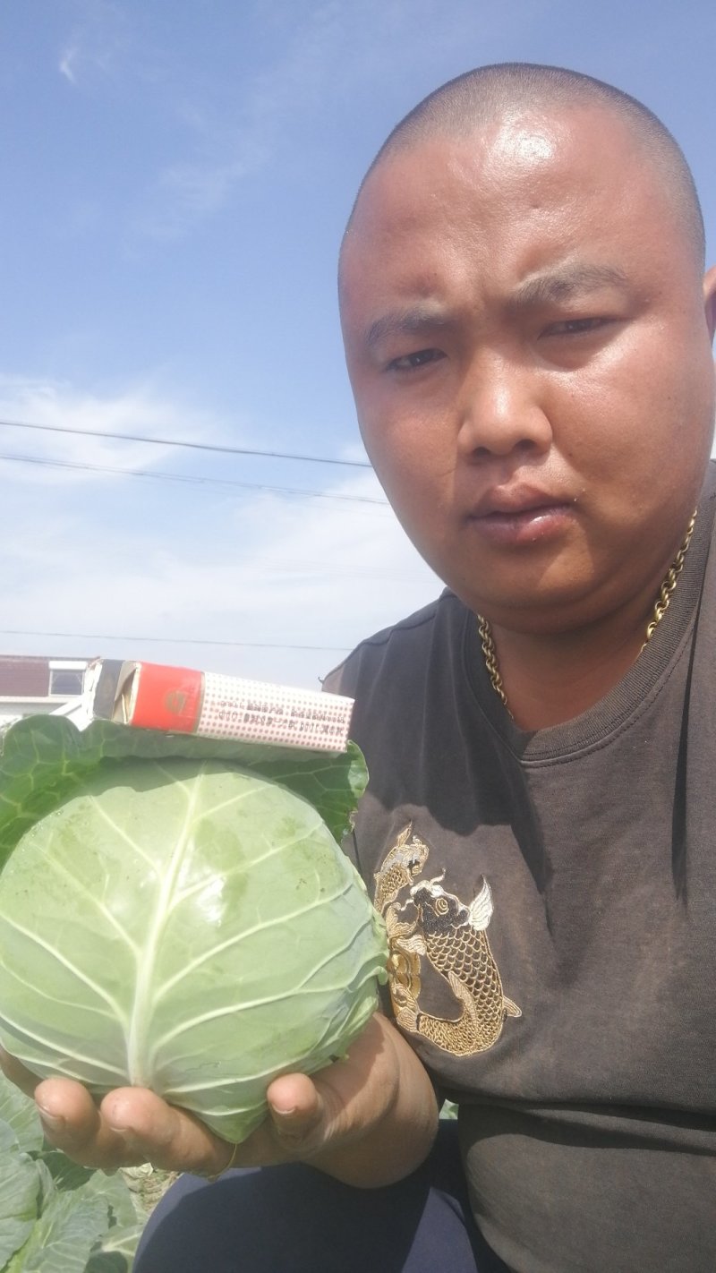中甘甘蓝～江苏基地～绿球～，无虫～颜色亮～产地供应有保证