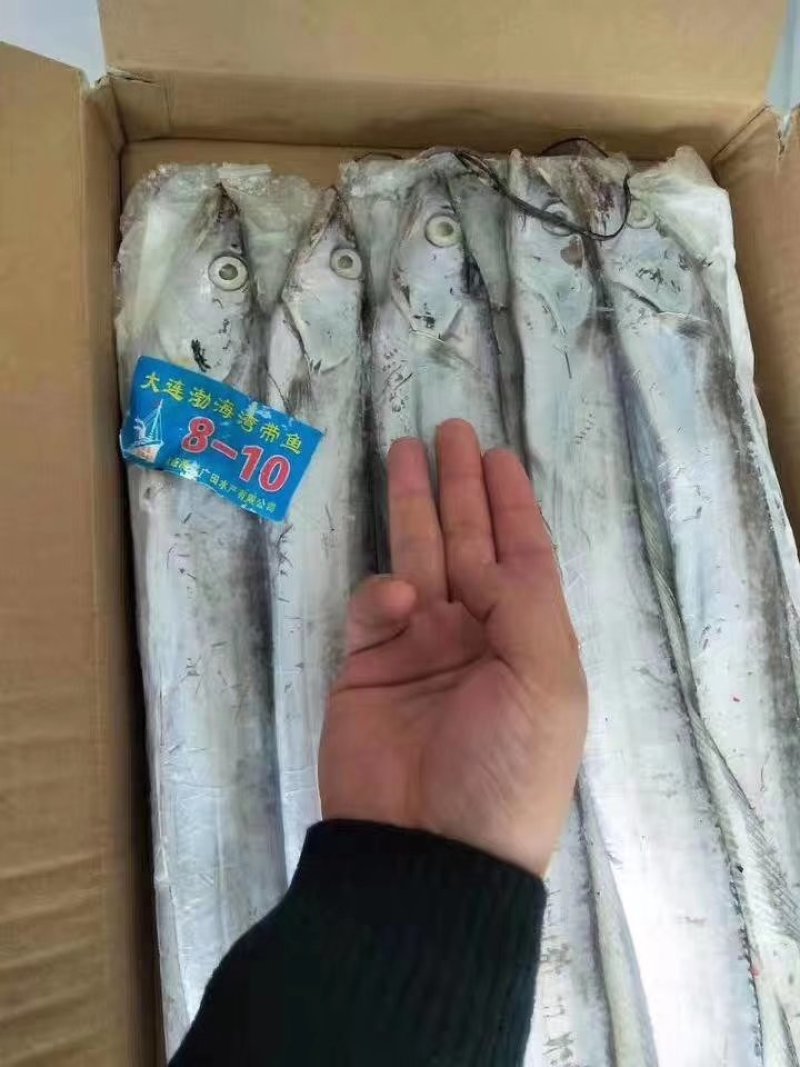 刀鱼
