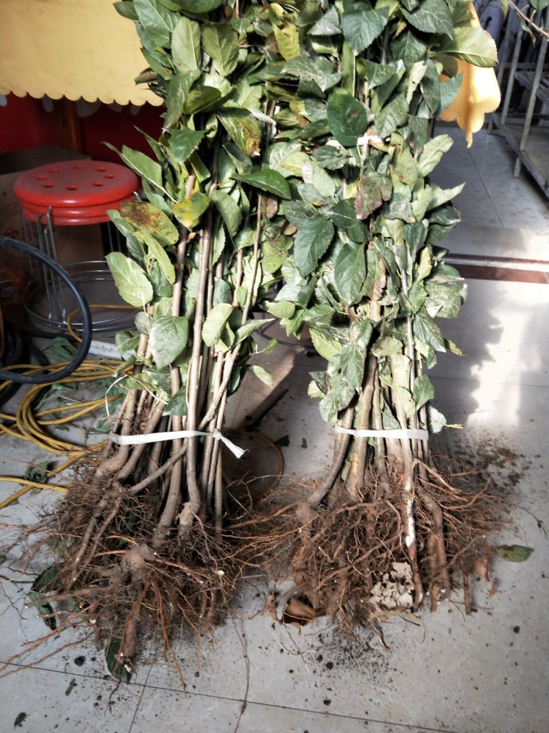 苹果树苗苹果苗新品种嫁接苹果苗烟富原生苗