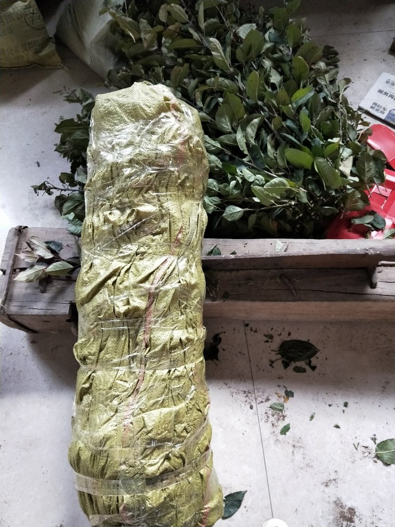 苹果树苗苹果苗新品种嫁接苹果苗烟富原生苗