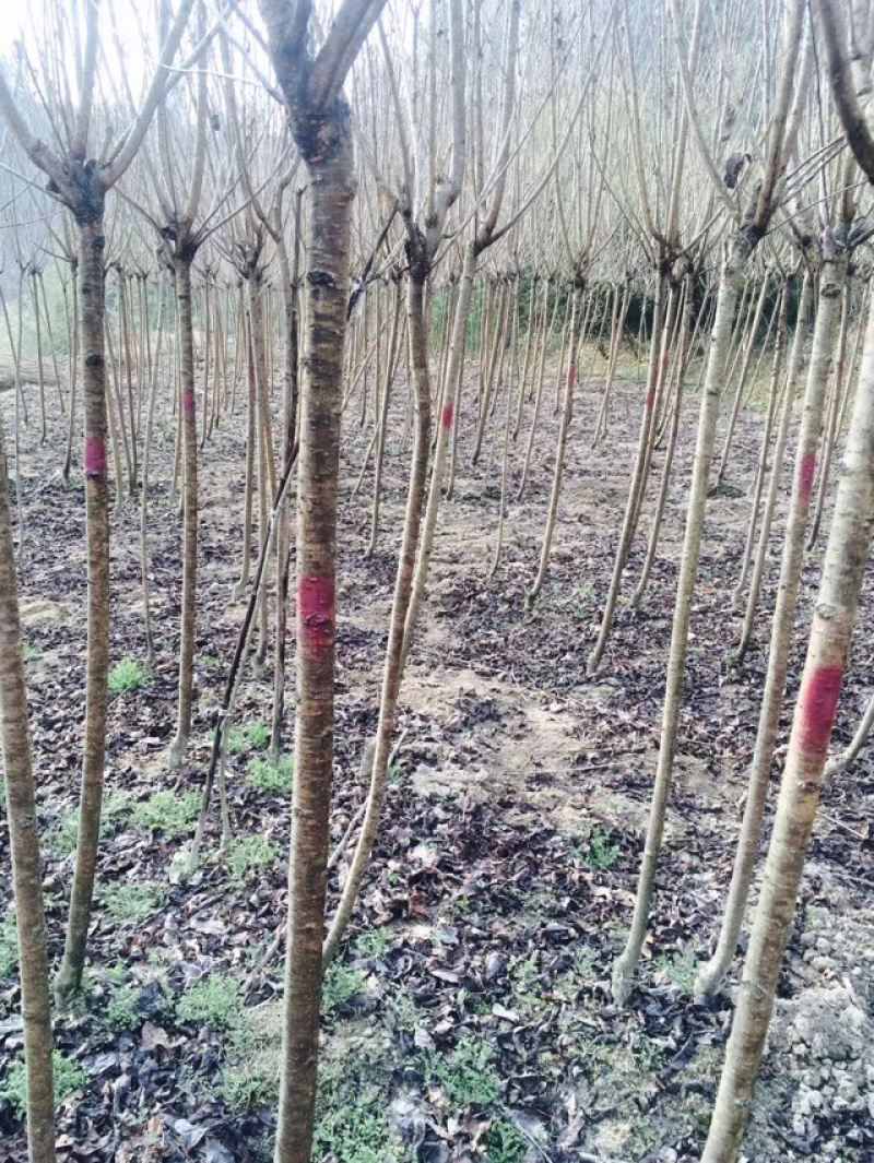 樱花树，日本晚樱，绿化专用，1到20公分，规格齐全！