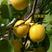 荷兰香蜜杏树苗新品种口感好嫁接成品苗产量高高产值