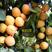 荷兰香蜜杏树苗新品种口感好嫁接成品苗产量高高产值