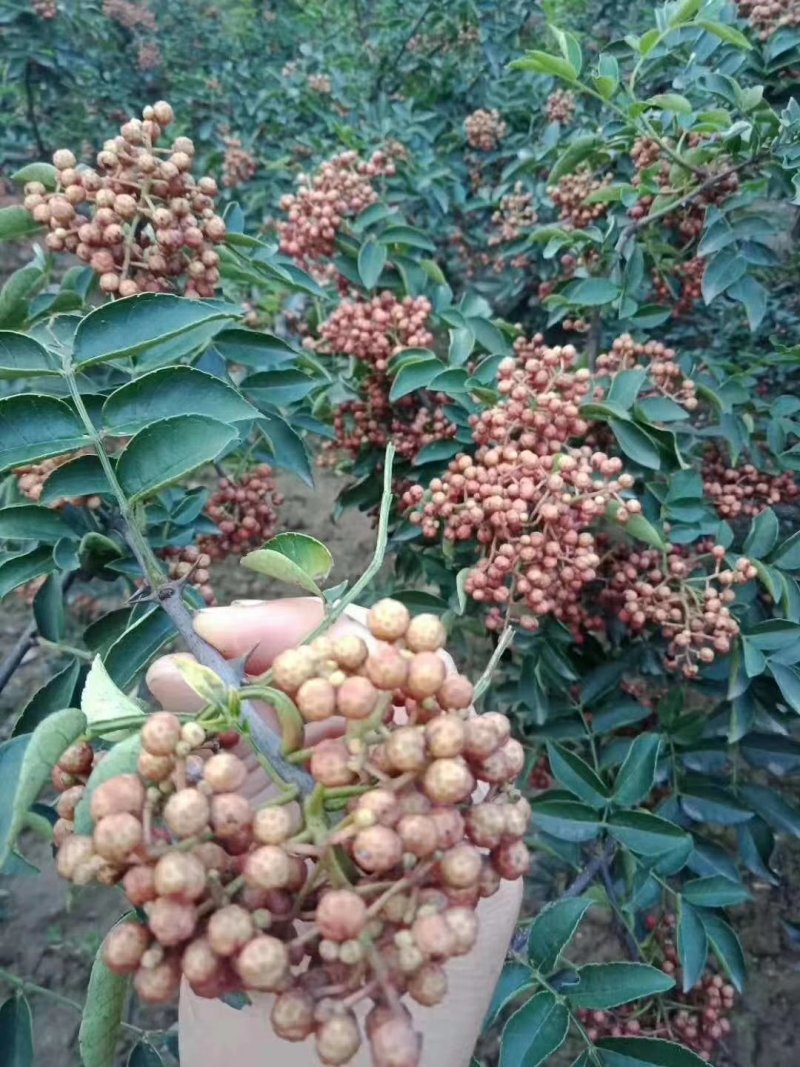大红袍花椒树苗/狮子头花椒鲜苗直发提供技术两证一签