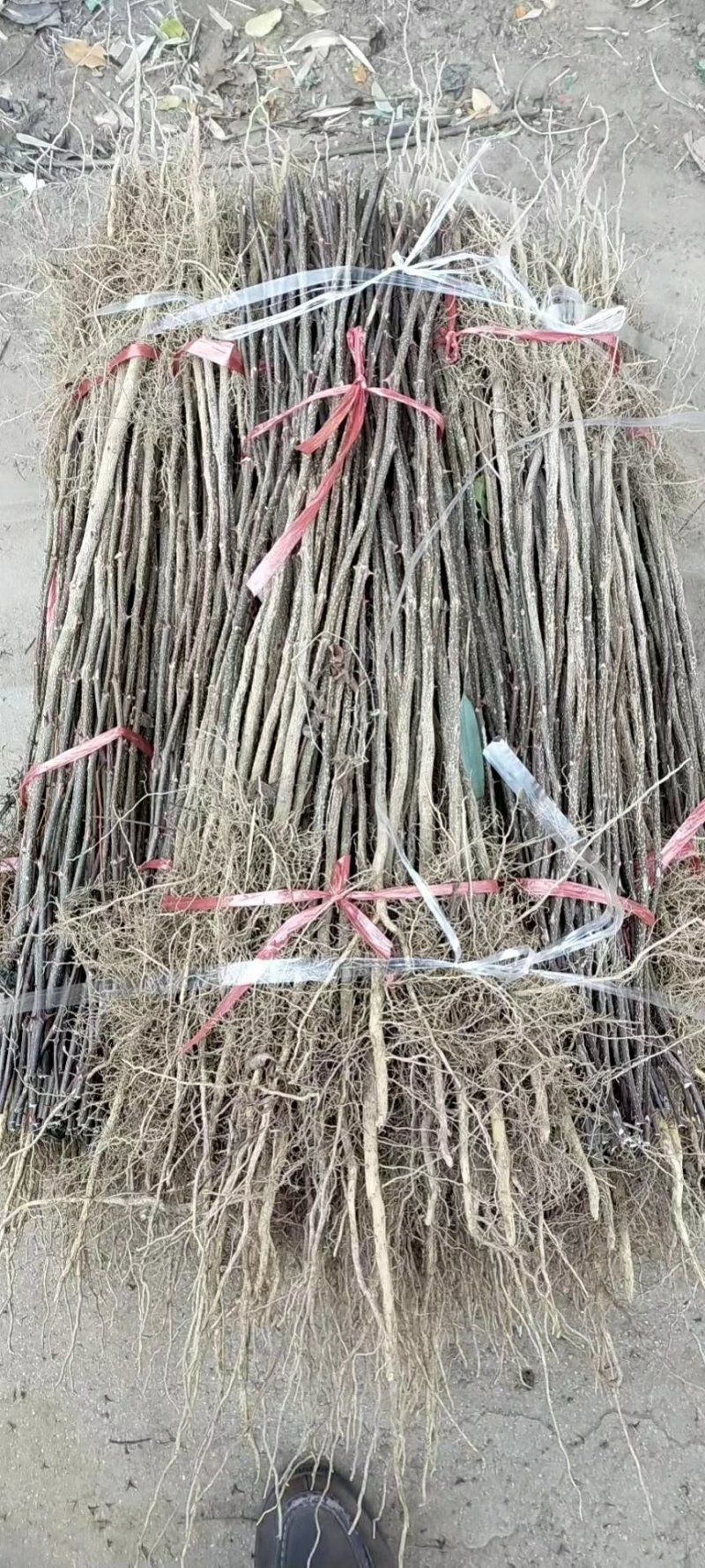 大红袍花椒树苗/狮子头花椒鲜苗直发提供技术两证一签