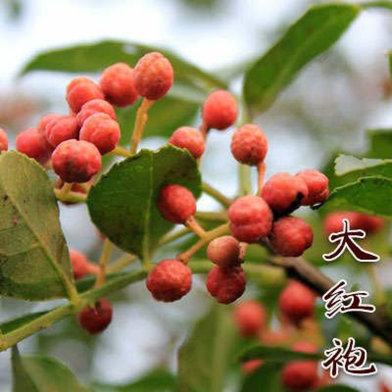 大红袍花椒树苗/狮子头花椒鲜苗直发提供技术两证一签