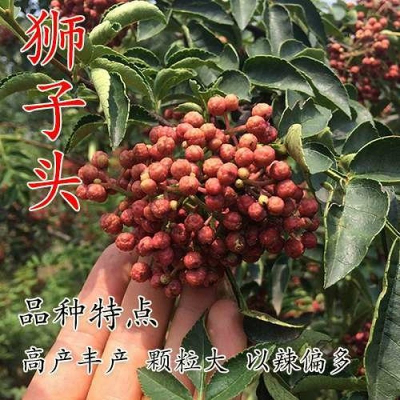 大红袍花椒树苗/狮子头花椒鲜苗直发提供技术两证一签