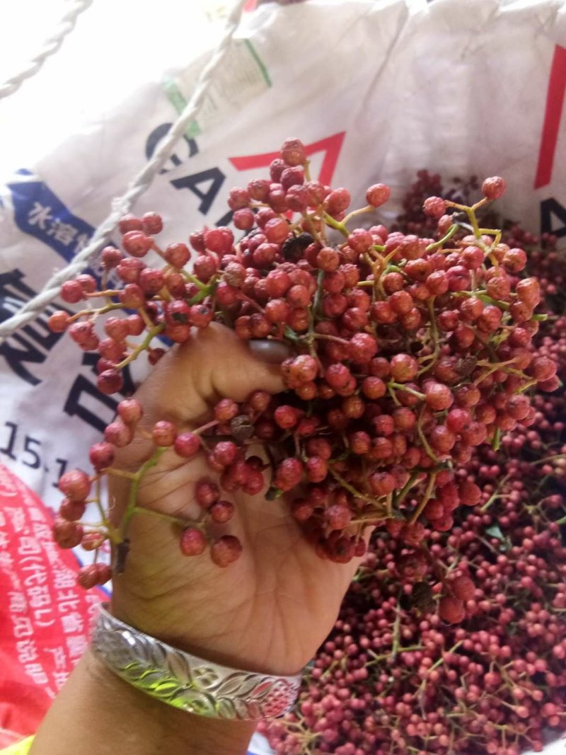大红袍花椒树苗/狮子头花椒鲜苗直发提供技术两证一签