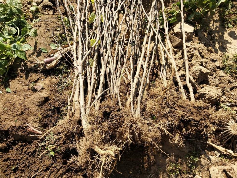大红袍花椒树苗/狮子头花椒鲜苗直发提供技术两证一签