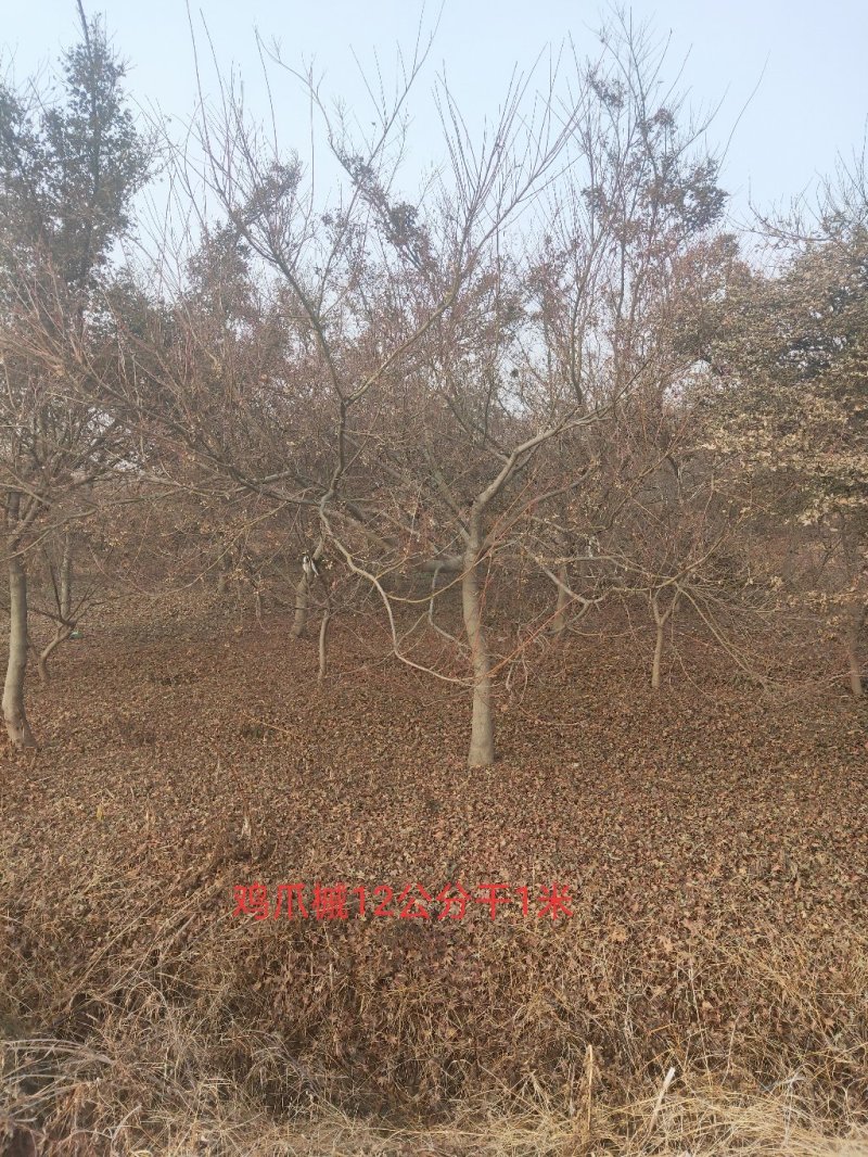 枫树鸡爪槭，3-10公分，干高80左右