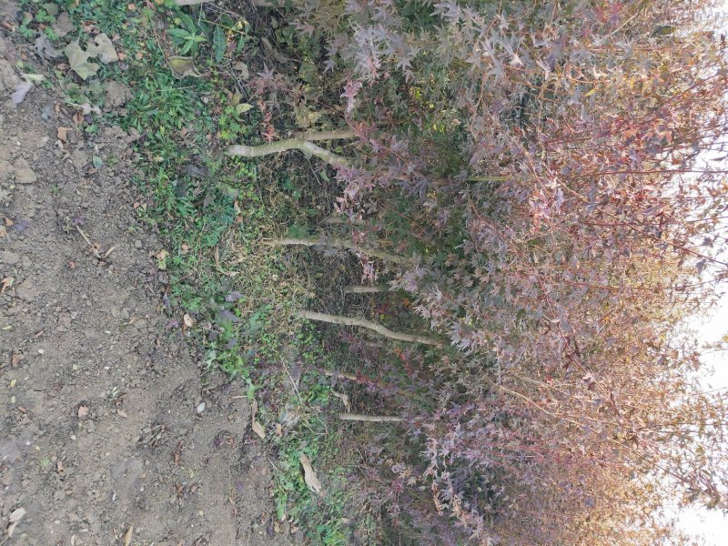 枫树鸡爪槭，3-10公分，干高80左右