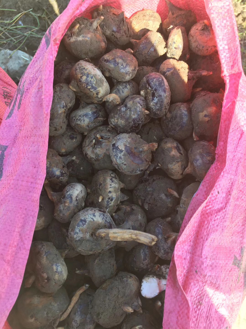 (广西贺州)马蹄新鲜荸荠产地直供农家马蹄大量批发