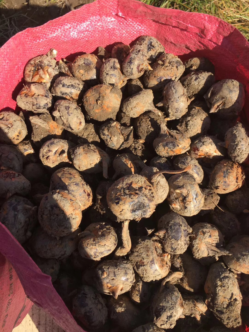 (广西贺州)马蹄新鲜荸荠产地直供农家马蹄大量批发