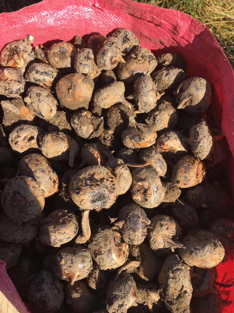 (广西贺州)马蹄新鲜荸荠产地直供农家马蹄大量批发