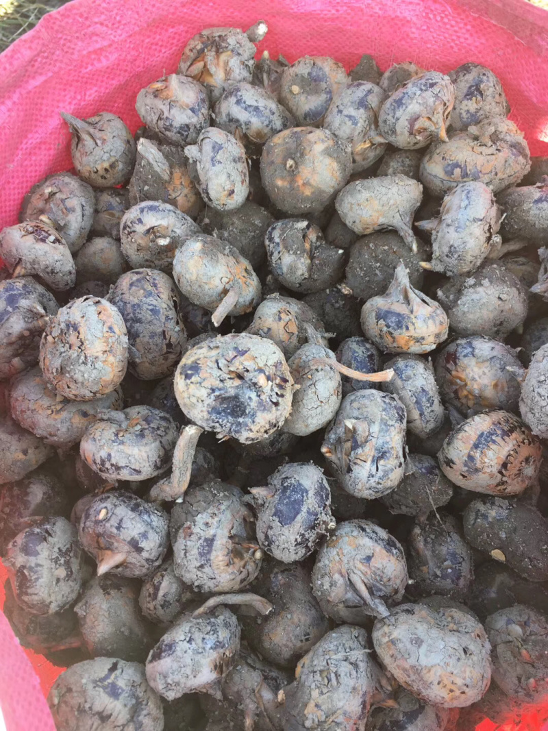 (广西贺州)马蹄新鲜荸荠产地直供农家马蹄大量批发