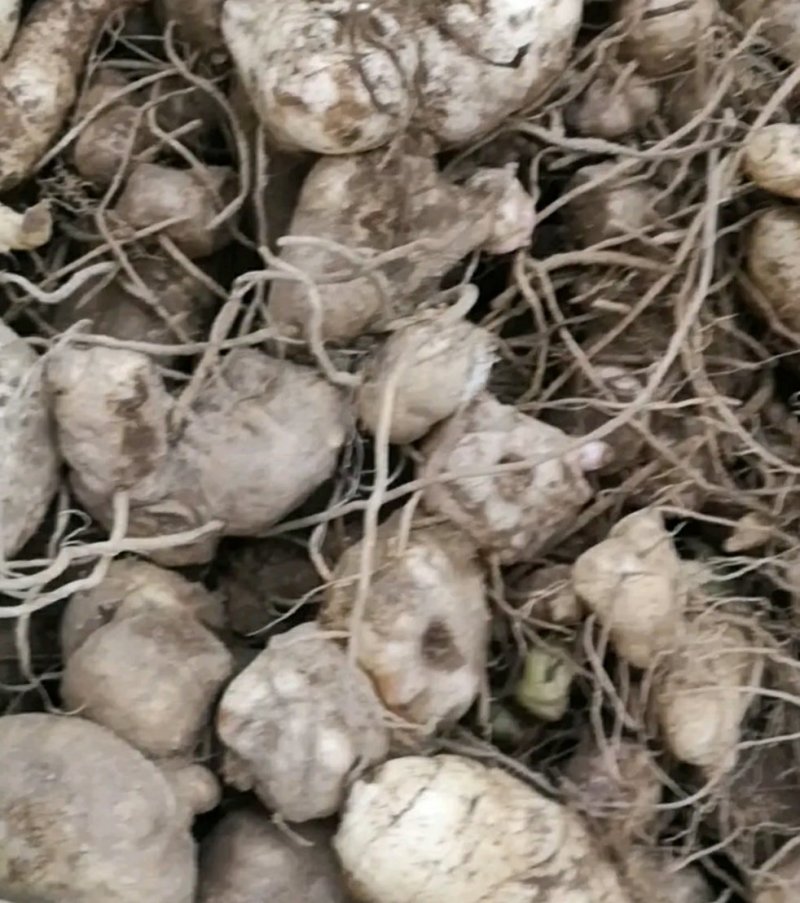 黄精