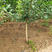 红皮黑籽软籽石榴苗当年挂果南北方种植