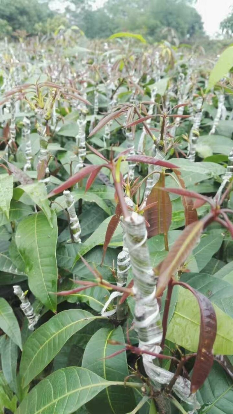 提供嫁接技术工人柑橘等热带水果苗嫁接技术