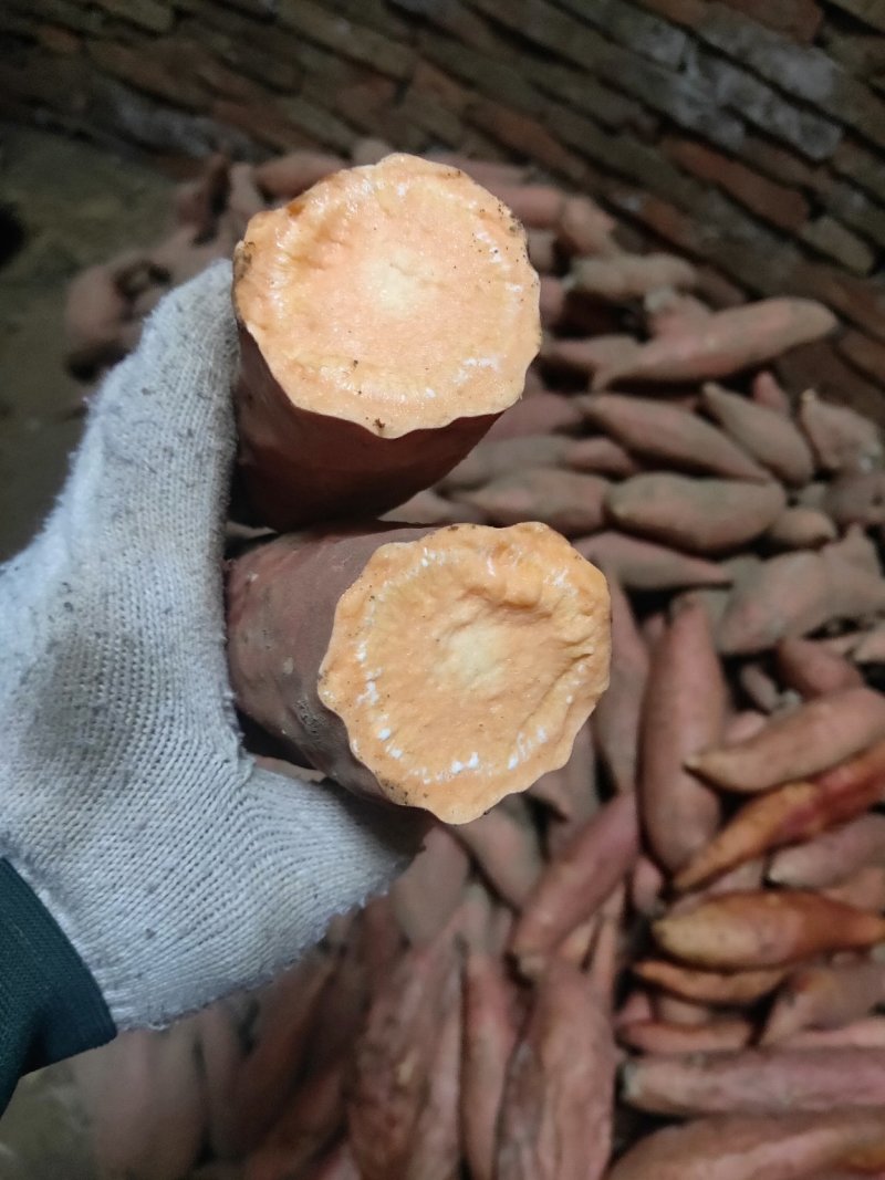 烟薯25号蜜薯河北产地直供软甜爆甜可视频看货欢迎来电订购