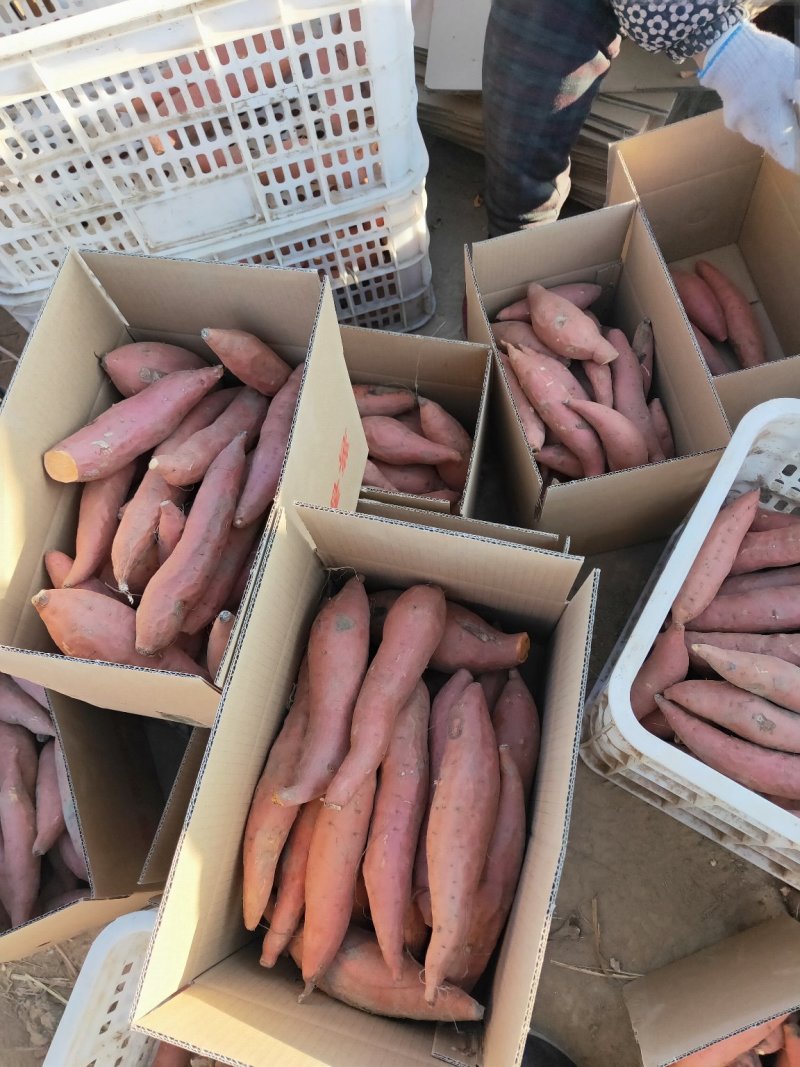 烟薯25号蜜薯河北产地直供软甜爆甜可视频看货欢迎来电订购