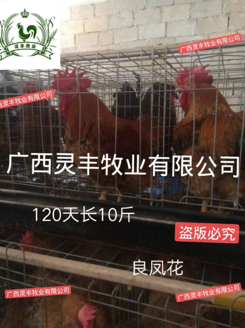 良凤花鸡苗【销量榜好货】《有经营许可证》买卖更放心