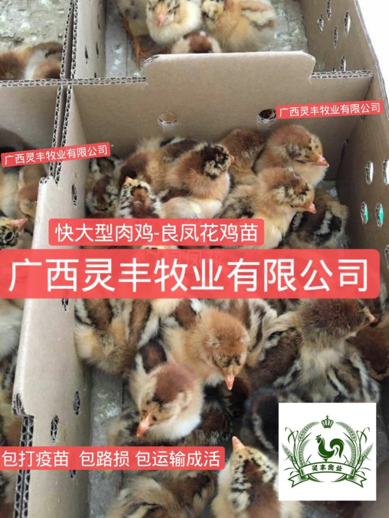 良凤花鸡苗【销量榜好货】《有经营许可证》买卖更放心