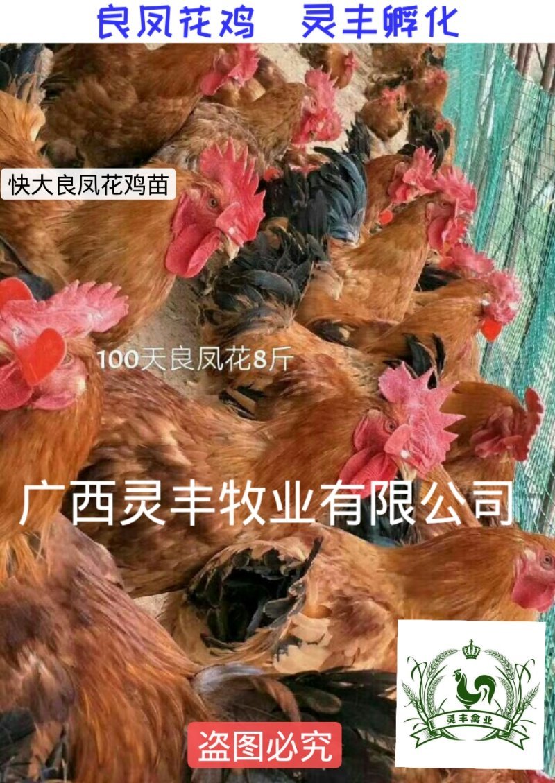 良凤花鸡苗【销量榜好货】《有经营许可证》买卖更放心