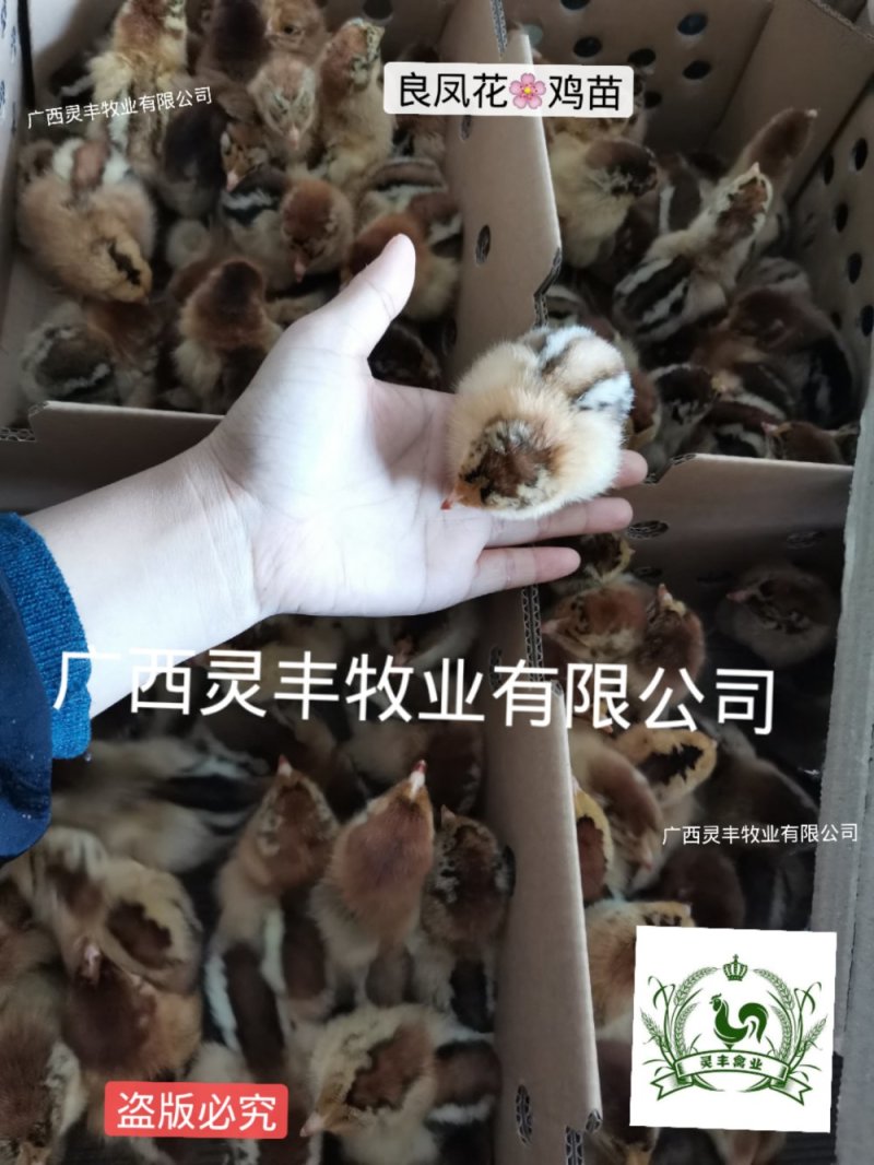 良凤花鸡苗【销量榜好货】《有经营许可证》买卖更放心