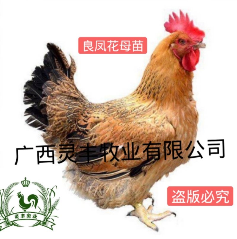 良凤花鸡苗【销量榜好货】《有经营许可证》买卖更放心