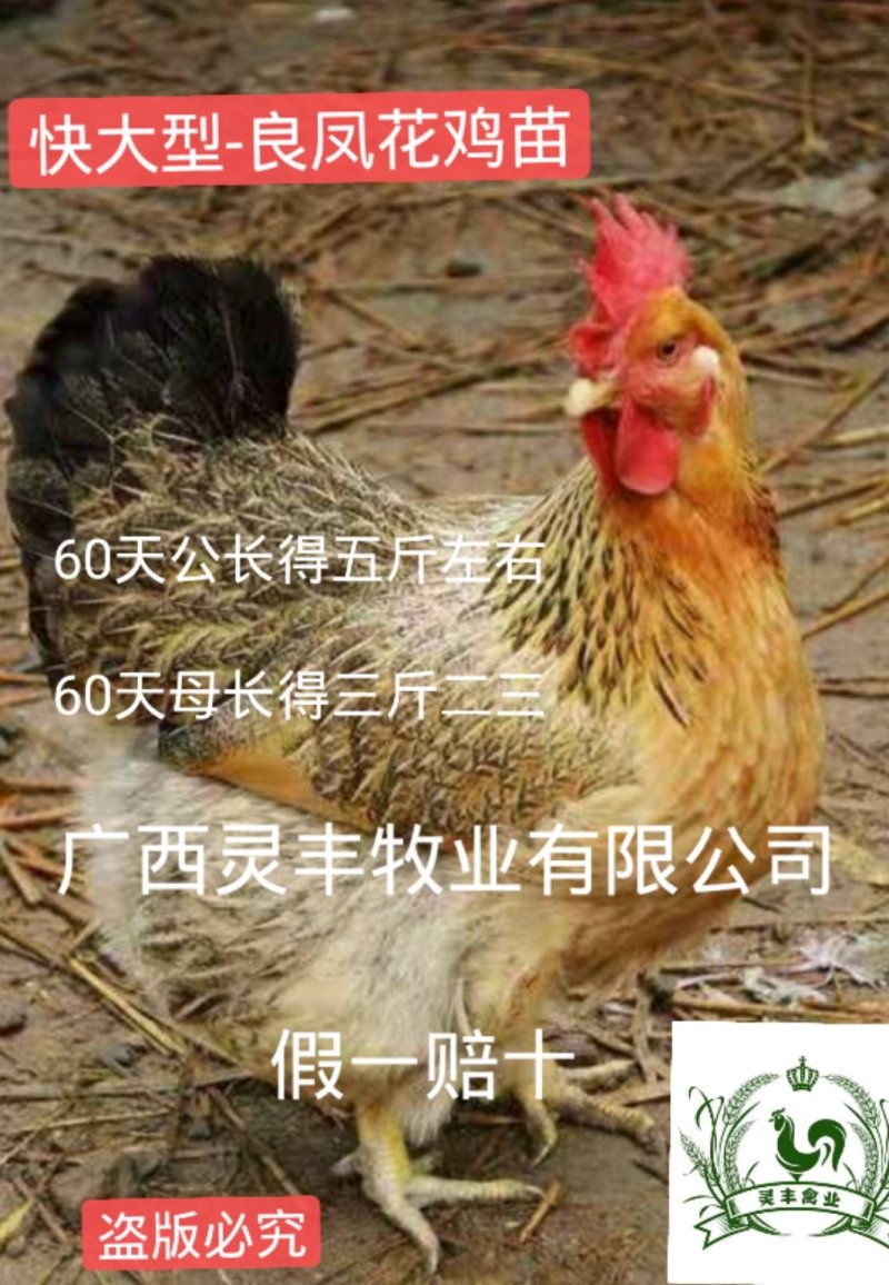 良凤花鸡苗【销量榜好货】《有经营许可证》买卖更放心