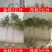 金桂桂花树大树庭院树绿化工程大型八月桂浓香型原生室外开花