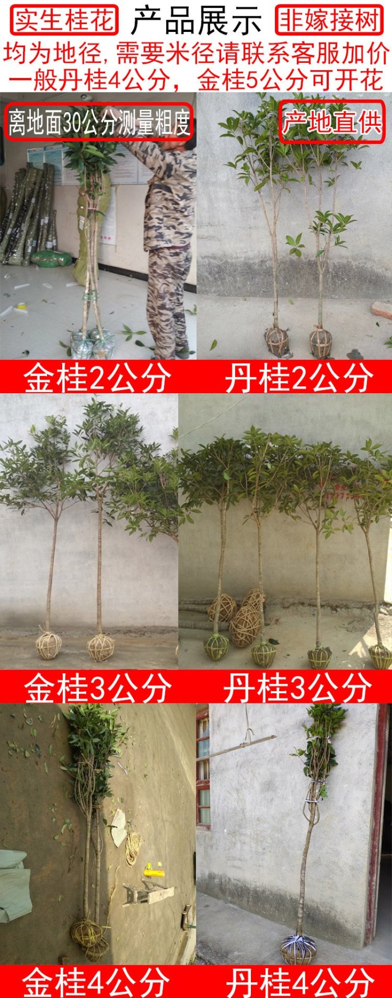 金桂桂花树大树庭院树绿化工程大型八月桂浓香型原生室外开花