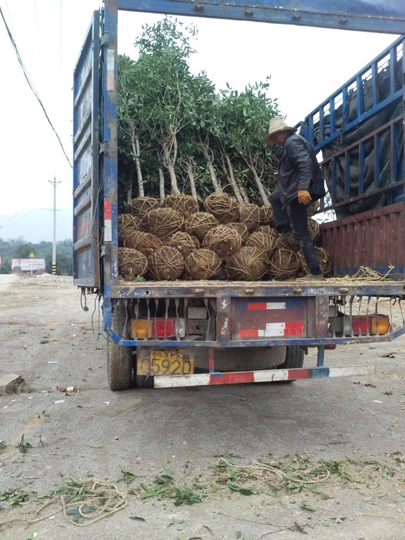 金桂桂花树大树庭院树绿化工程大型八月桂浓香型原生室外开花