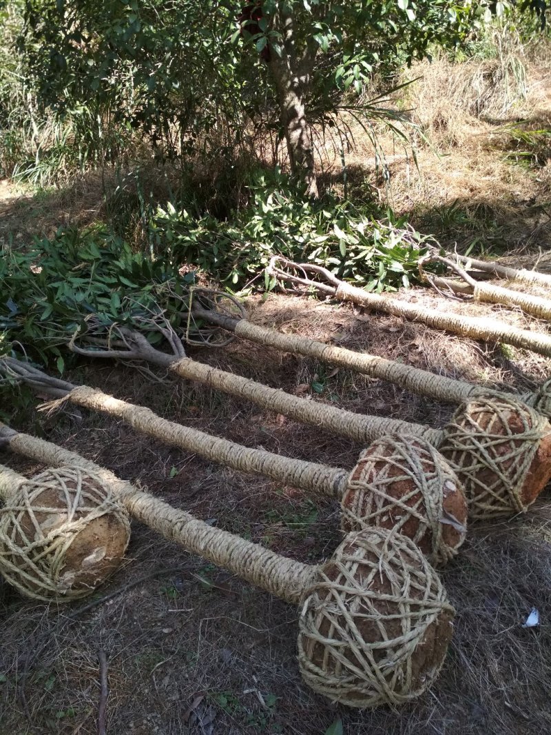 金桂桂花树大树庭院树绿化工程大型八月桂浓香型原生室外开花
