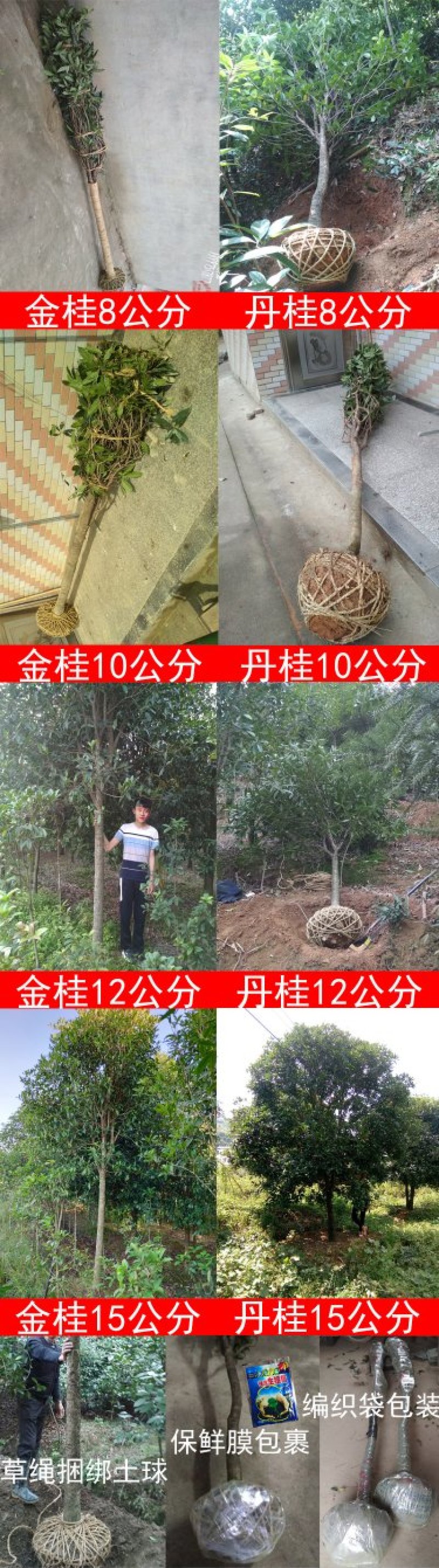 金桂桂花树大树庭院树绿化工程大型八月桂浓香型原生室外开花